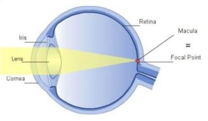 Luteines เพราะเรามองเห็นแทนกันไม่ได้ บำรุงสายตา ป้องกันจอประสาทตาเสื่อม