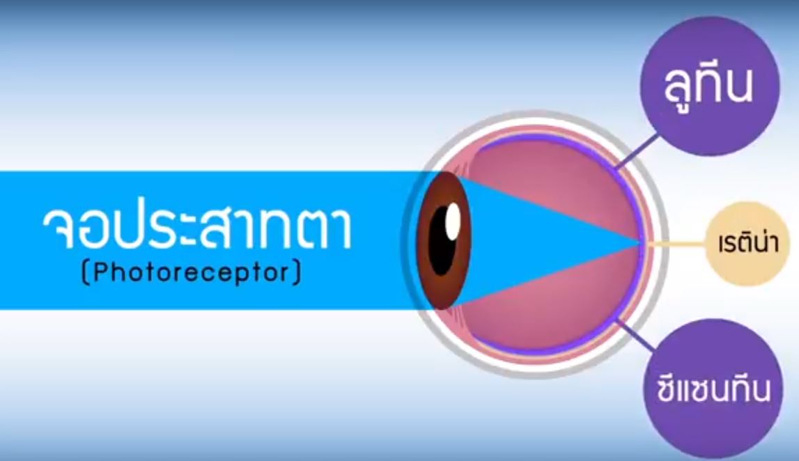 Luteines อาหารบำรุงสายตา ลูทีเนส ป้องกันจอประสาทตาเสื่อม