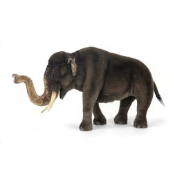 4903 Elephant Asian 60 cm.L