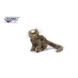 7059 White Eared Marmoset 23 cm.L