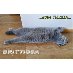 Jarruletku, taka, XJ8/XJR ->2002 =49e