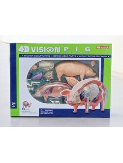 โมเดลหมู(4D Vision) ของเล่นเสริมพัฒนาการ, สื่อการสอนเด็กอนุบาล สื่อการสอนปฐมวัย