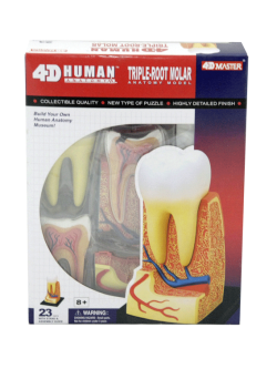 โมเดลรากฟัน ฟันจำลอง , สื่อการสอน ทันตแพทย์, ของเล่น วิทยาศาสตร์ ทดลอง, พร้อมส่ง