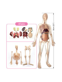 หุ่นจำลองร่างกาย ร่างกายจำลอง โมเดลร่างกาย สรีระมนุษย์ จำลอง เพศชาย , ของเล่นเสริมพัฒนาการ, ของเล่น วิทยาศาสตร์ทดลอง, สื่อการสอน พร้อมส่ง