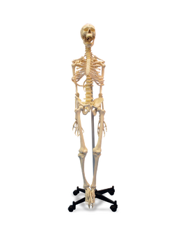 โครงกระดูกจำลอง สูง160 ซม. , ของเล่นเสริมพัฒนาการ, ของเล่นเด็ก สื่อการสอน