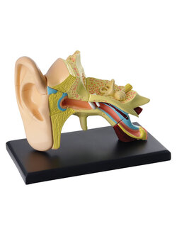 โมเดลหู โครงสร้างหูจำลอง model ear, สื่อการสอน, วิทยาศาสตร์ ทดลอง, พร้อมส่ง