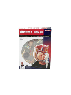 ร่างกายจำลอง แบบจำลอง การตั้งครรภ์ คนท้อง,(Pregnancy Pelvis - 4D Model) ,ของเล่นเสริมพัฒนาการ, สื่อการสอน วิทยาศาาสตร์