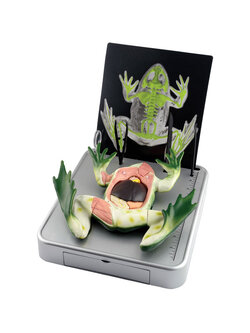 0269 โมเดลกบ หุ่นจำลองกบ , สัตว์จำลอง ทดลองวิทยาศาสตร์,ของเล่นเสริมพัฒนาการ, ของเล่น, สื่อการสอน วิทยาศาสตร์