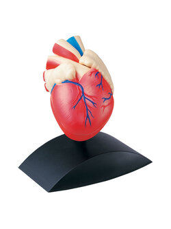 หัวใจจำลอง , โมเดลหัวใจ ทดลองวิทยาศาสตร์,สื่อการสอน, ของเล่น, พร้อมส่ง