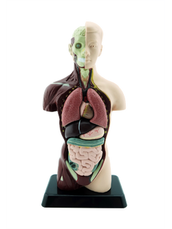 ร่างกายจำลองโมเดลร่างกาย หุ่นจำลองร่างกายขนาด 10 นิ้ว, ของเล่นเสริมพัฒนาการ, ของเล่นเด็ก, สื่อการสอน วิทยาศาสตร์