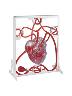 โมเดลหัวใจ จำลอง ระบบหัวใจ, Pumping Heart , ของเล่นเสริมพัฒนาการ, ของเล่น, สื่อการสอน