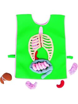 ชุดสวมเรียนรู้อวัยวะของเรา, ชุดแผงห้อยผนัง, ของเล่นเด็ก, ของเล่นเสริมพัฒนาการ, ของเล่นเด็กอนุบาล, สื่อการสอนเด็กอนุบาล,พร้อมส่ง ,