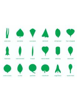 แผ่นควบคุมตู้รูปภาพใบไม้, ของเล่นเสริมพัฒนาการ, ของเล่นเด็กอนุบาล, สื่อการสอนเด็กอนุบาล,มอนเตสซอรี่ ,montessori, สื่อการสอนประถม