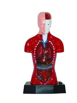 ร่างกายจำลอง โมเดลร่างกาย มีไฟ,หุ่นจำลองร่างกาหุ่นจำลองร่างกาย Working Body , ของเล่นเสริมพัฒนาการ, ของเล่นเด็กอนุบาล, สื่อการสอน วิทยาศาสตร์