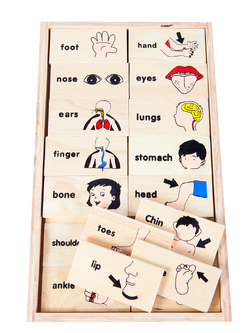 โดมิโน่ภาพกับคำอ่านภาษาอังกฤษชุด อวัยวะ , ของเล่นไม้, ของเล่นเสริมพัฒนาการ, ของเล่นเด็กอนุบาล, สื่อการสอนเด็กอนุบาล