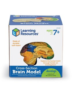 ชุดแบบจำลองสมองมนุษย์ภาคตัดขวาง , Cerebrum , ของเล่นเสริมพัฒนาการ, ของเล่นเด็กอนุบาล, สื่อการสอน วิทยาศาสตร์