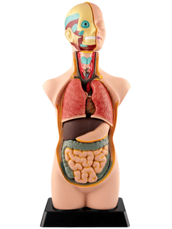 ร่างกายจำลอง โมเดลร่างกาย ขนาด 20 นิ้ว, ของเล่นเสริมพัฒนาการ, ของเล่นเด็ก, สื่อการสอน วิทยาศาสตร์