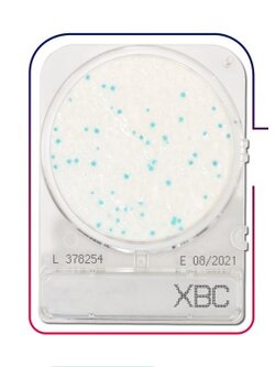 เพลทนับเชื้อสำเร็จรูป Compact Dry Bacillus Cereus (BC) 40/pK