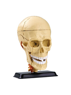 โมเดลระบบประสาท สมอง จำลอง ,สื่อการสอน แพทย์, วิทยาศาสตร์ ทดลอง, พร้อมส่ง