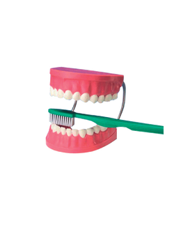 0209 ฟันจำลองขนาด 6.5" พร้อมแปรง โมเดล ฟันจำลอง พร้อมแปรง, ของเล่นเสริมพัฒนาการ, ของเล่นเด็ก, สื่อการสอน