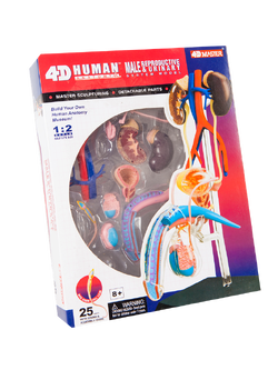 แบบจำลองระบบสืบพันธุ์ ชาย , ของเล่นเสริมพัฒนาการ, ของเล่นเด็ก, สื่อการสอน,