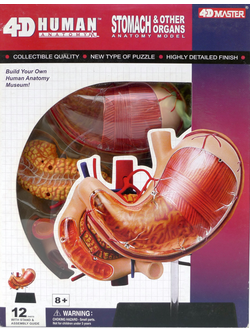 แบบจำลองช่องทอง จำลอง ,สื่อการสอน แพทย์, วิทยาศาสตร์ ทดลอง, พร้อมส่ง