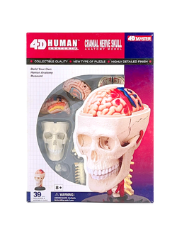 แบบจำลองศีรษะ จำลอง ,สื่อการสอน แพทย์, วิทยาศาสตร์ ทดลอง, พร้อมส่ง