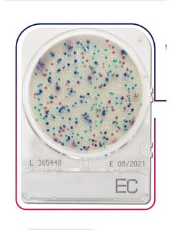 เพลทนับเชื้อสำเร็จรูป Compact Dry E.Coli & Coliform (EC) 40/pK