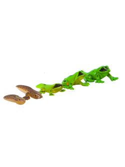 วงจรชีวิต กบ , ของเล่นเสริมพัฒนาการ, ของเล่นเด็ก สื่อการสอน