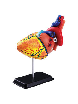 โมเดลหัวใจ หัวใจจำลอง Heart Anatomy Model สื่อการสอน, ของเล่น วิทยาศาสตร์ ทดลอง, พร้อมส่ง