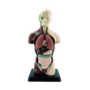 ร่างกายจำลองโมเดลร่างกาย หุ่นจำลองร่างกายขนาด 10 นิ้ว, ของเล่นเสริมพัฒนาการ, ของเล่นเด็ก, สื่อการสอน วิทยาศาสตร์
