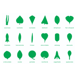 แผ่นควบคุมตู้รูปภาพใบไม้, ของเล่นเสริมพัฒนาการ, ของเล่นเด็กอนุบาล, สื่อการสอนเด็กอนุบาล,มอนเตสซอรี่ ,montessori, สื่อการสอนประถม