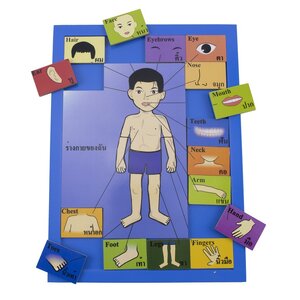 จับคู่ร่างกายของฉัน 24 ชิ้น WT (ภาษาอังกฤษ) , จิ๊กซอ ,จับคู่, คำศัพท์ ,ของเล่นเสริมพัฒนาการ, ของเล่นเด็กอนุบาล, สื่อการสอน สำเนา