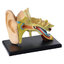 โมเดลหู โครงสร้างหูจำลอง model ear, สื่อการสอน, วิทยาศาสตร์ ทดลอง, พร้อมส่ง