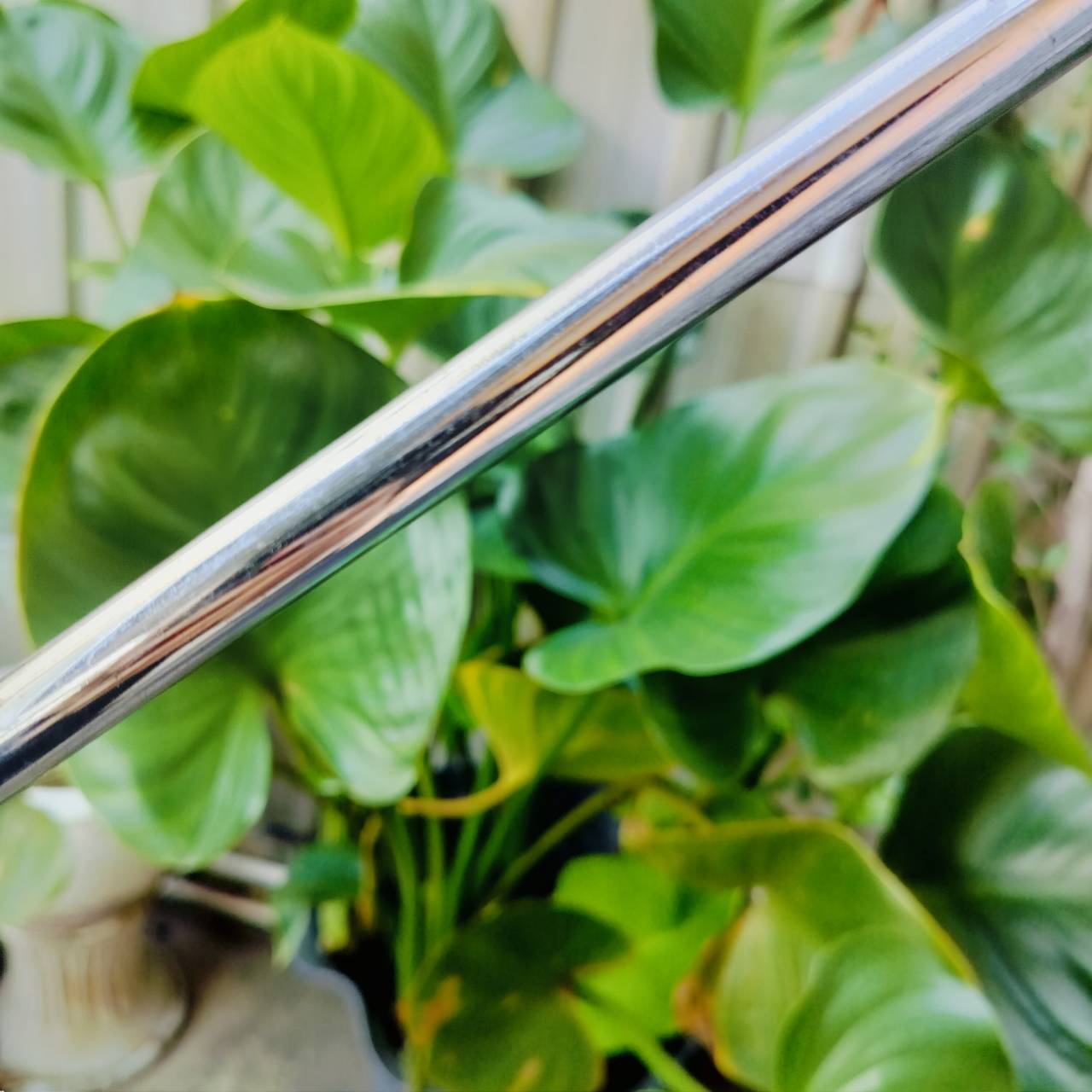 PUTTER TRIDENT วัสดุทองเหลือง ความยาว 35 นิ้ว ใส่กริพ WINN ฟีลลิ่งดีกว่าวัสดุทั่วไปมาก พัตต์นิ่ง และวางระยะได้ดีกว่ามาก ขัดแล้วสวยเลยค่ะ ไม้กอล์ฟพรีเมี่ยมมือสอง ของแท้ By NakaraLuxurious