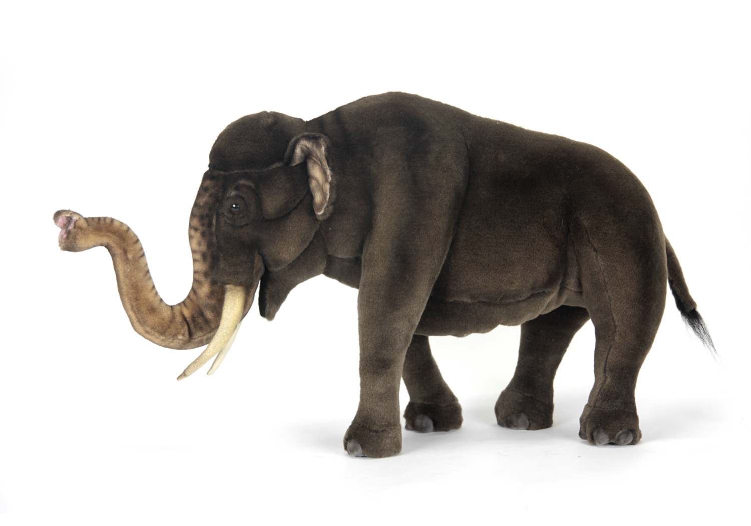 4903 Elephant Asian 60 cm.L