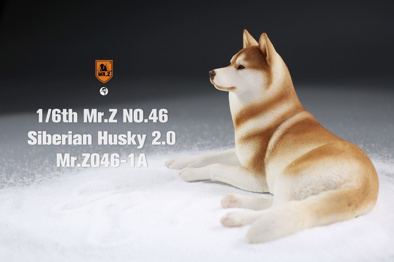 [สั่งจอง] MR. Z Animal Model MRZ046 1/6th Siberian Husky2.0（8 models in total）