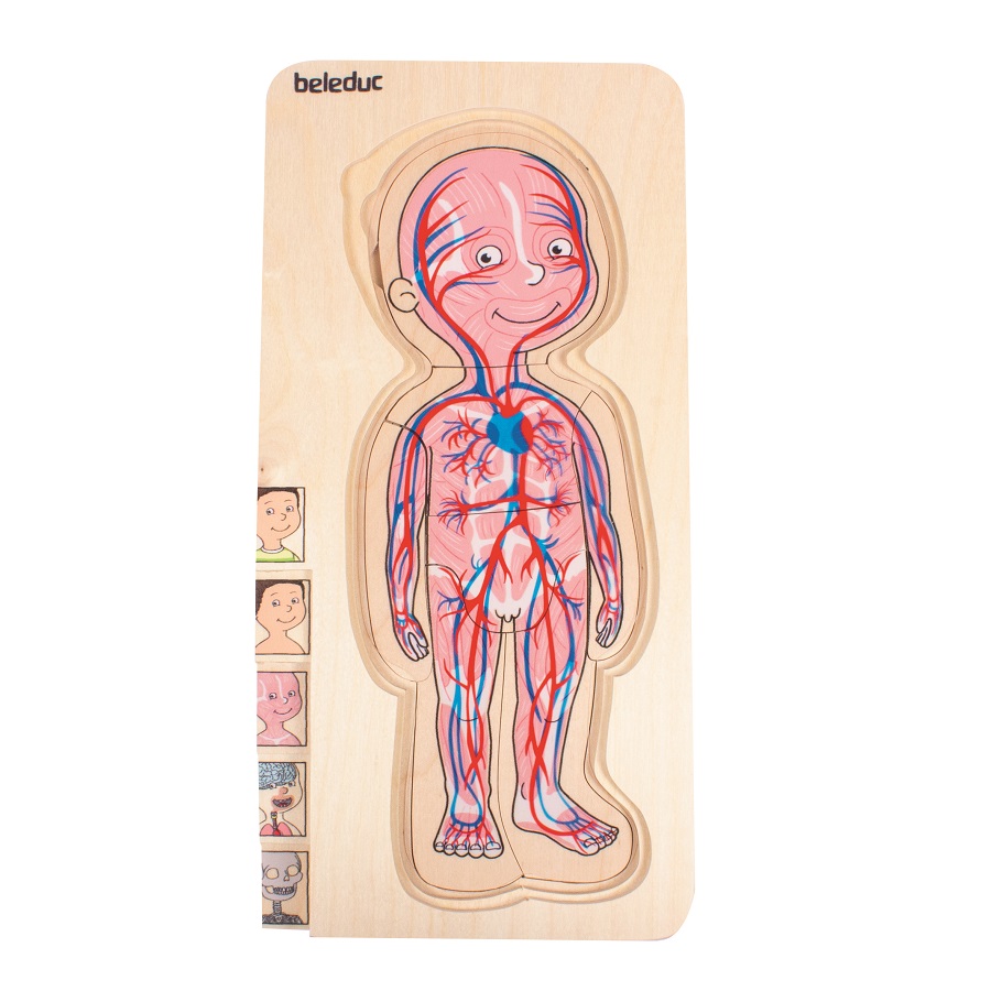 ชุดเกมปริศนา-ร่างกายเด็กชาย , ของเล่นไม้, ของเล่นเสริมพัฒนาการ, ของเล่นเด็ก, สื่อการสอนเด็ก