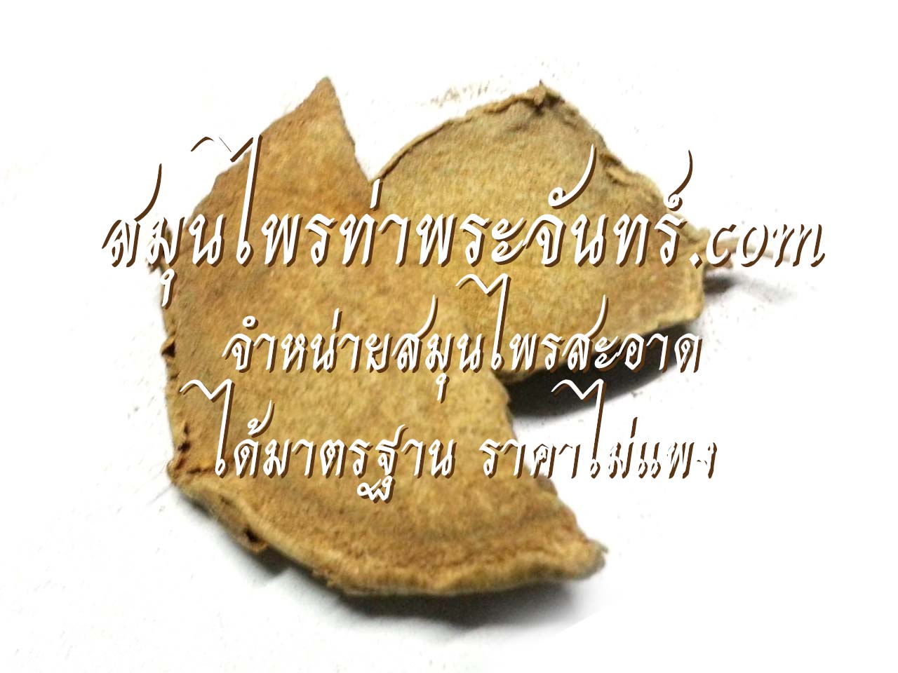 ว่านชักมดลูกแห้ง