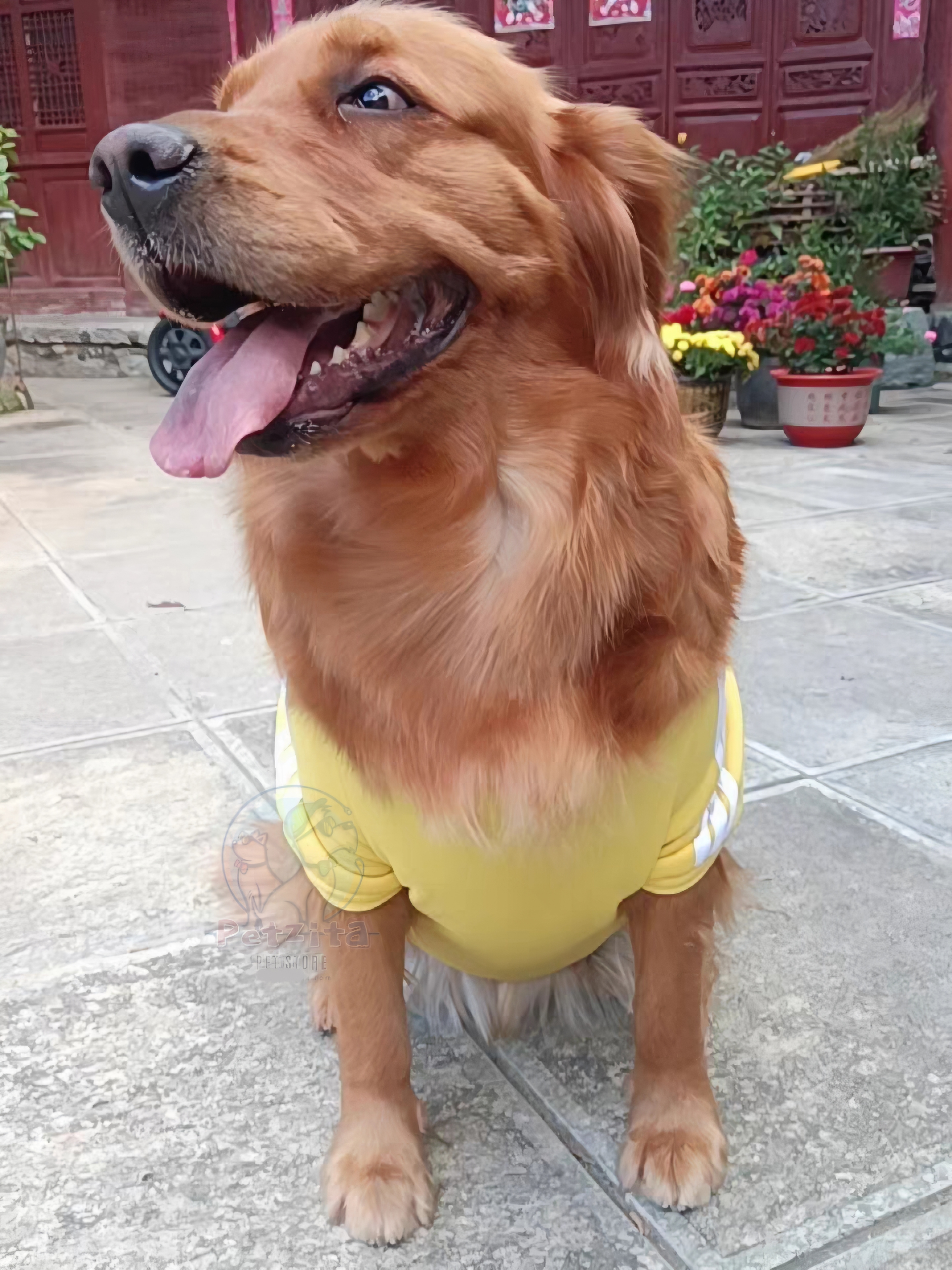 🇹🇭พร้อมส่ง🇹🇭 🐶🐕BIGSIZE เสื้อฮู้ดดี้ ลายการ์ตูน น่ารัก สำหรับ สุนัขพันธุ์กลาง ถึง หมาใหญ่