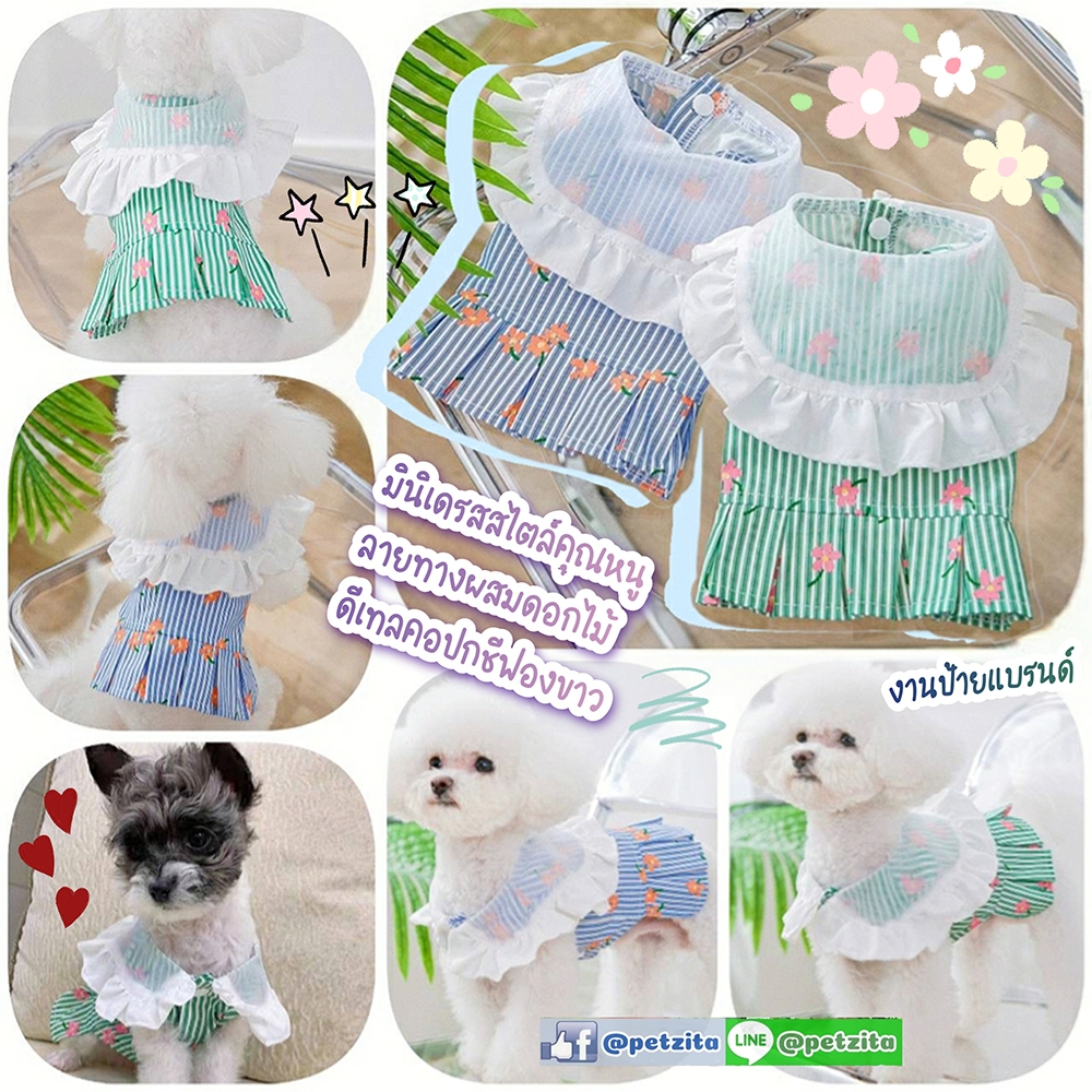 🇹🇭พร้อมส่ง🇹🇭💙💚🌸เดรสสไตล์คุณหนู💮ลายทางผสมดอกไม้ แต่งคอปกสีขาวซีทรู 🌈 งานป้ายแบรนด์ For PET เสื้อสุนัข เสื้อหมา ชุดแมว สำเนา
