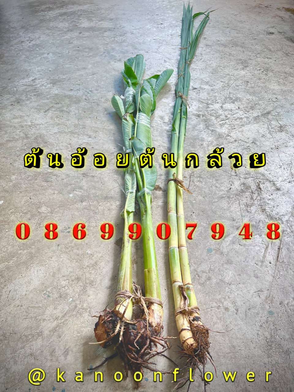 ต้นอ้อย ต้นกล้วย (ขันหมาก) (ทรงเครื่อง)