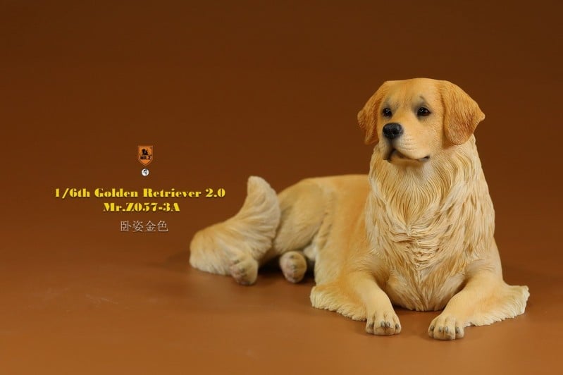 [สั่งจอง]Mr.Z MRZ057 1/6 : Golden Retriever 2.0