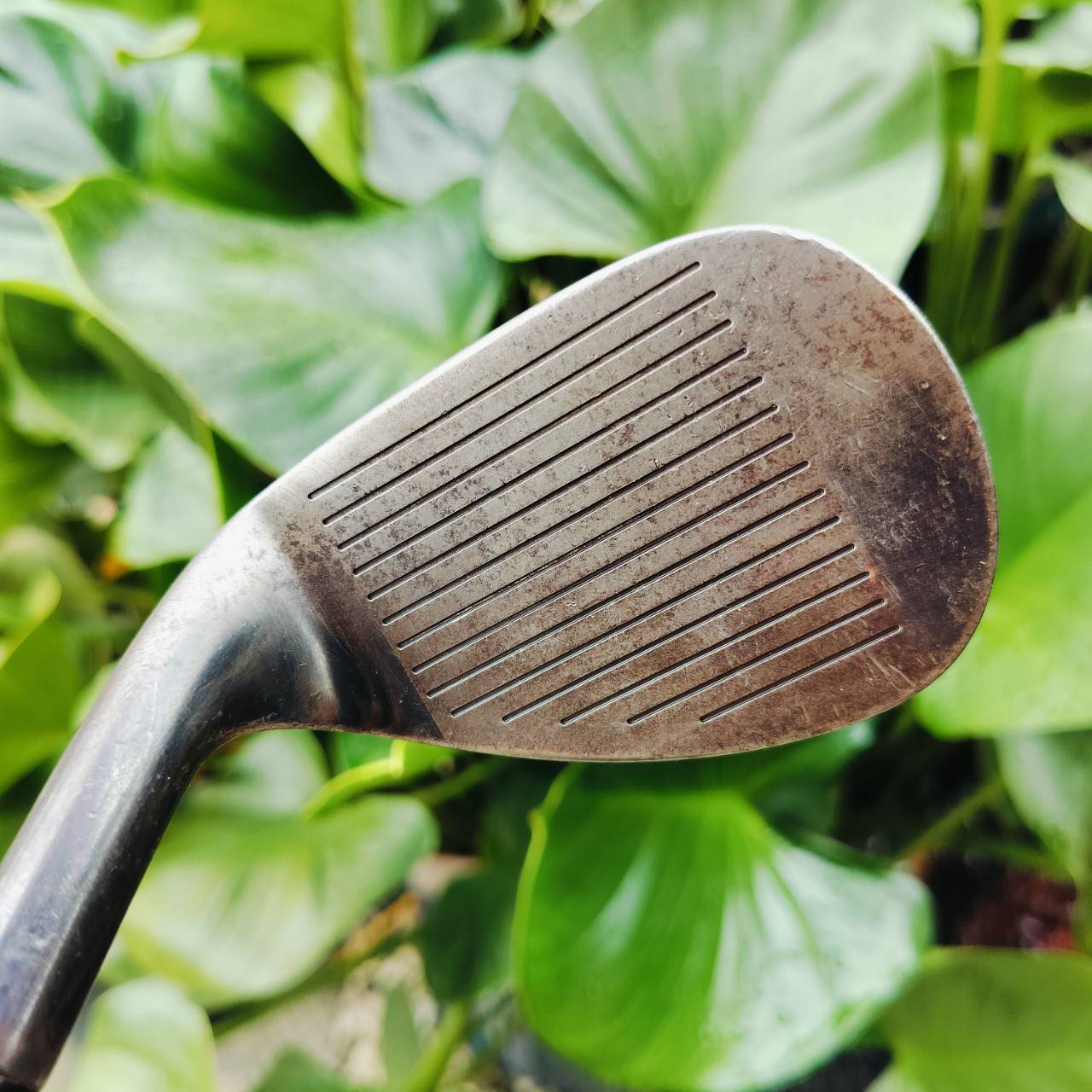RYOMA SNIPER SPN-56 BOUNCE 10 ก้าน RYOMA WEDGE FLEX กริพแท้เดิม รุ่นสนิม นุ่มจัดสปินแรง ร่องหน้าใบสวยมาก สปินแบบสับแน่นอน!!! ไม้กอล์ฟพรีเมี่ยมมือสอง ของแท้ By NakaraLuxurious