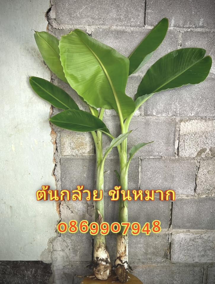 ต้นอ้อย ต้นกล้วย (ขันหมาก) (ทรงเครื่อง)