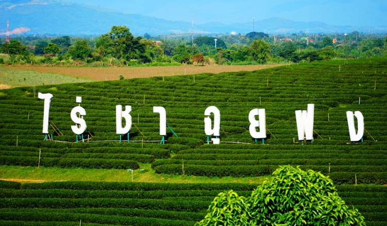 ไร่ชาฉุยฟง