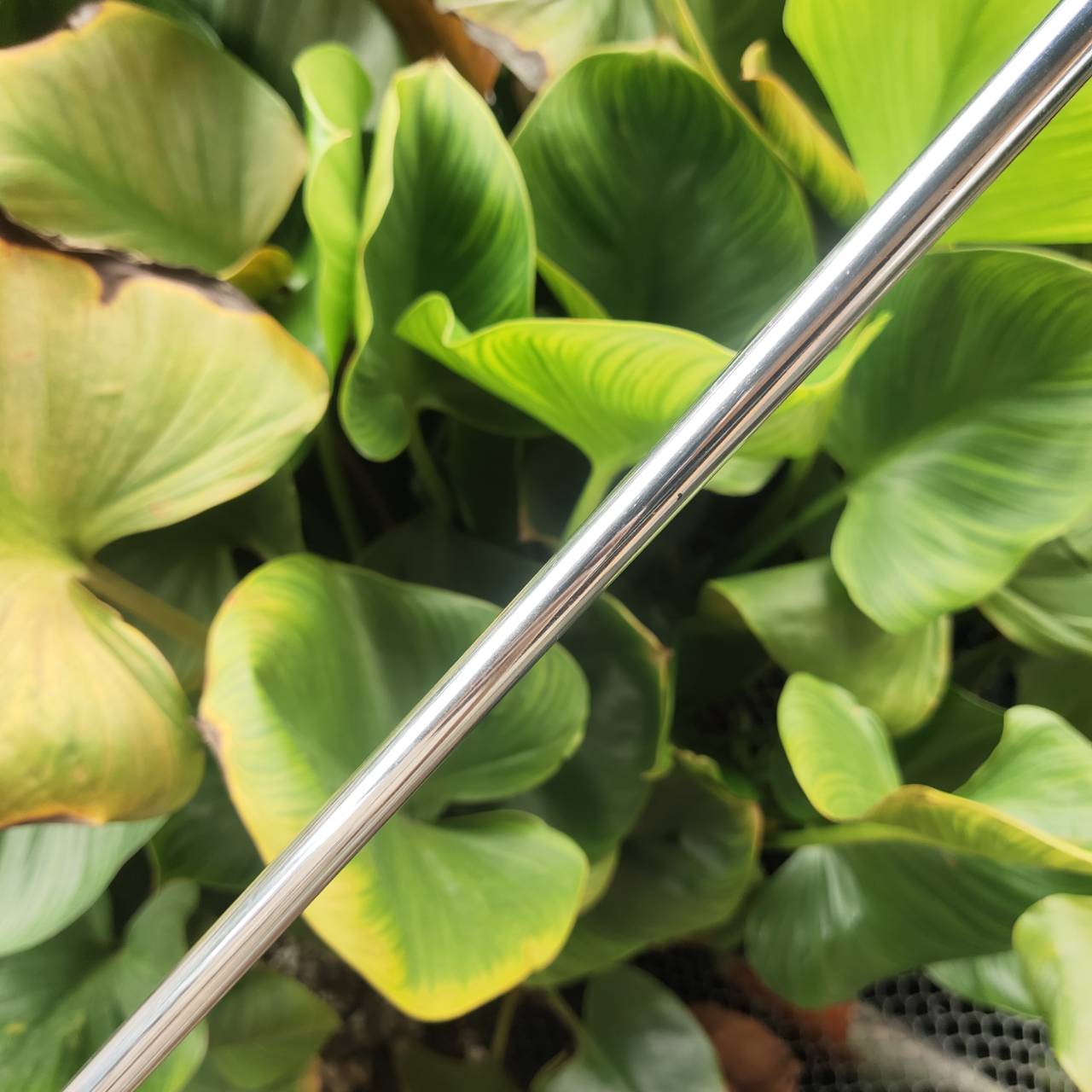 ที่สุดของที่สุด!!! PUTTER Scotty Cameron x Mizuno The Reason M-100 ผิว Black Oxide