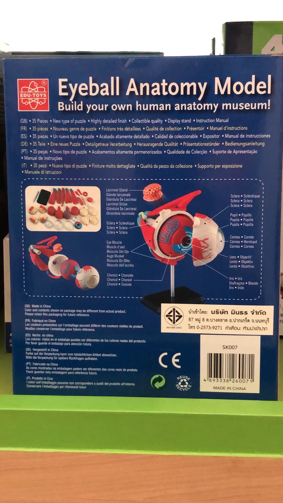 โมเดลตา ตาจำลอง , สื่อการสอน, ของเล่น วิทยาศาสตร์ ทดลอง, พร้อมส่ง