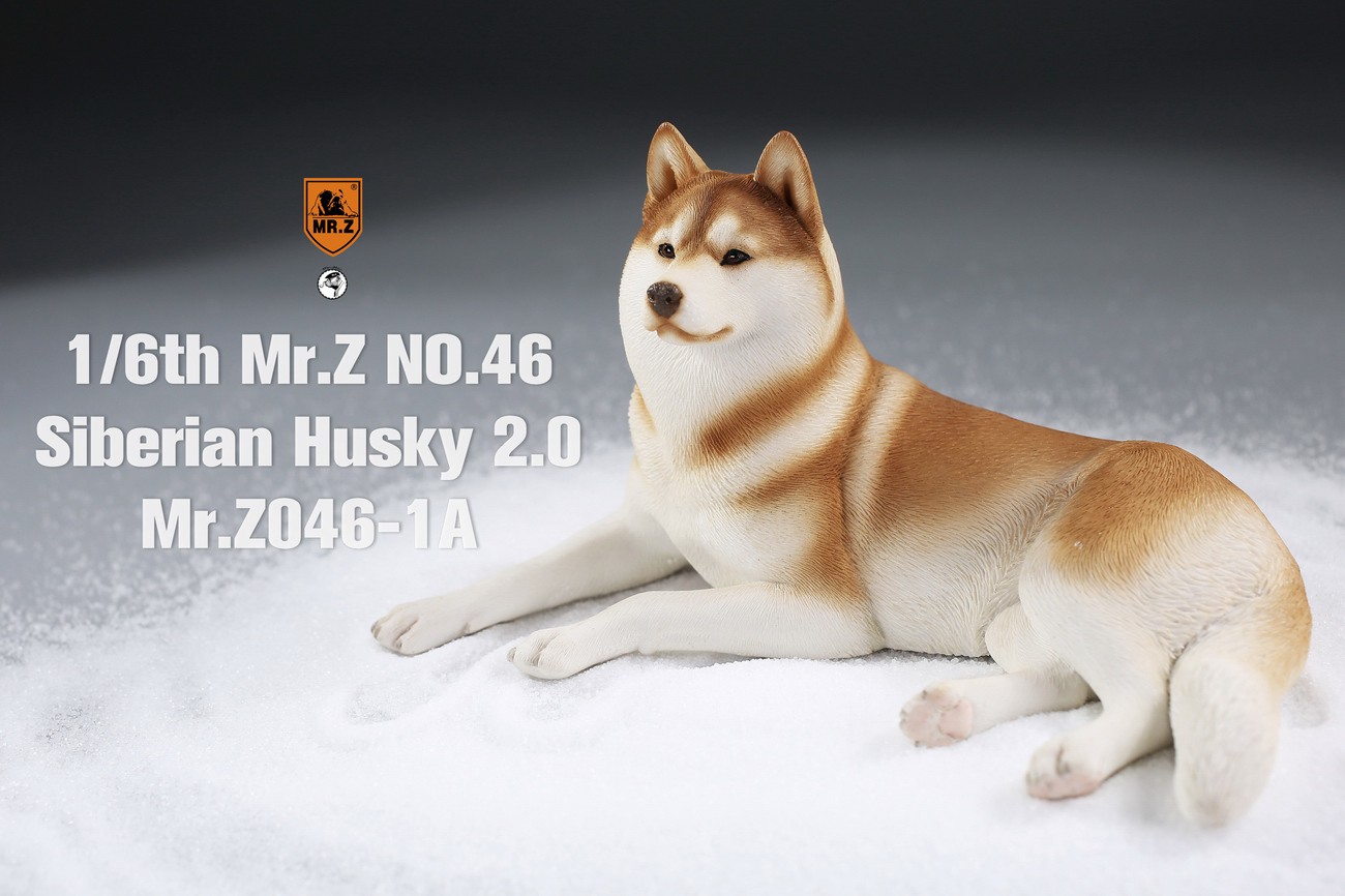[สั่งจอง] MR. Z Animal Model MRZ046 1/6th Siberian Husky2.0（8 models in total）