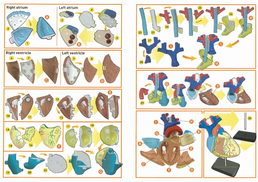 โมเดลหัวใจ หัวใจจำลอง Heart Anatomy Model สื่อการสอน, ของเล่น วิทยาศาสตร์ ทดลอง, พร้อมส่ง